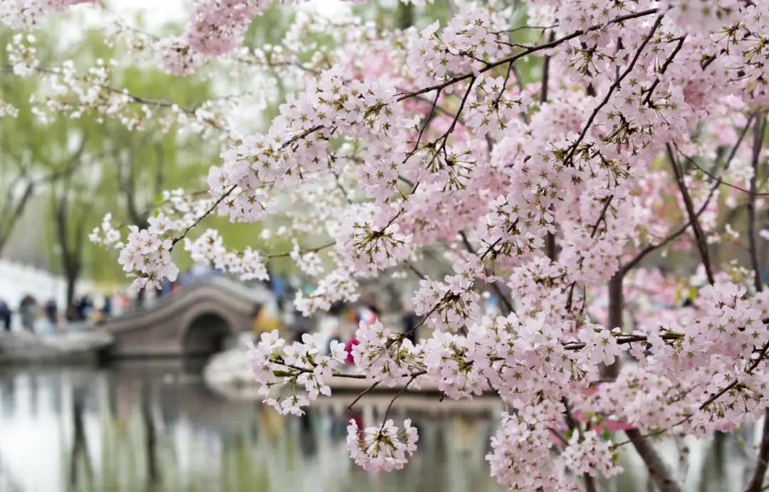 Yuyuantan Spring Blossom Festival